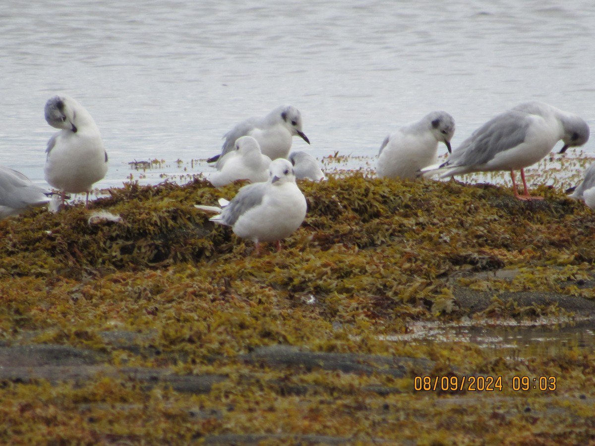 Bonaparte's Gull - Jim McKay