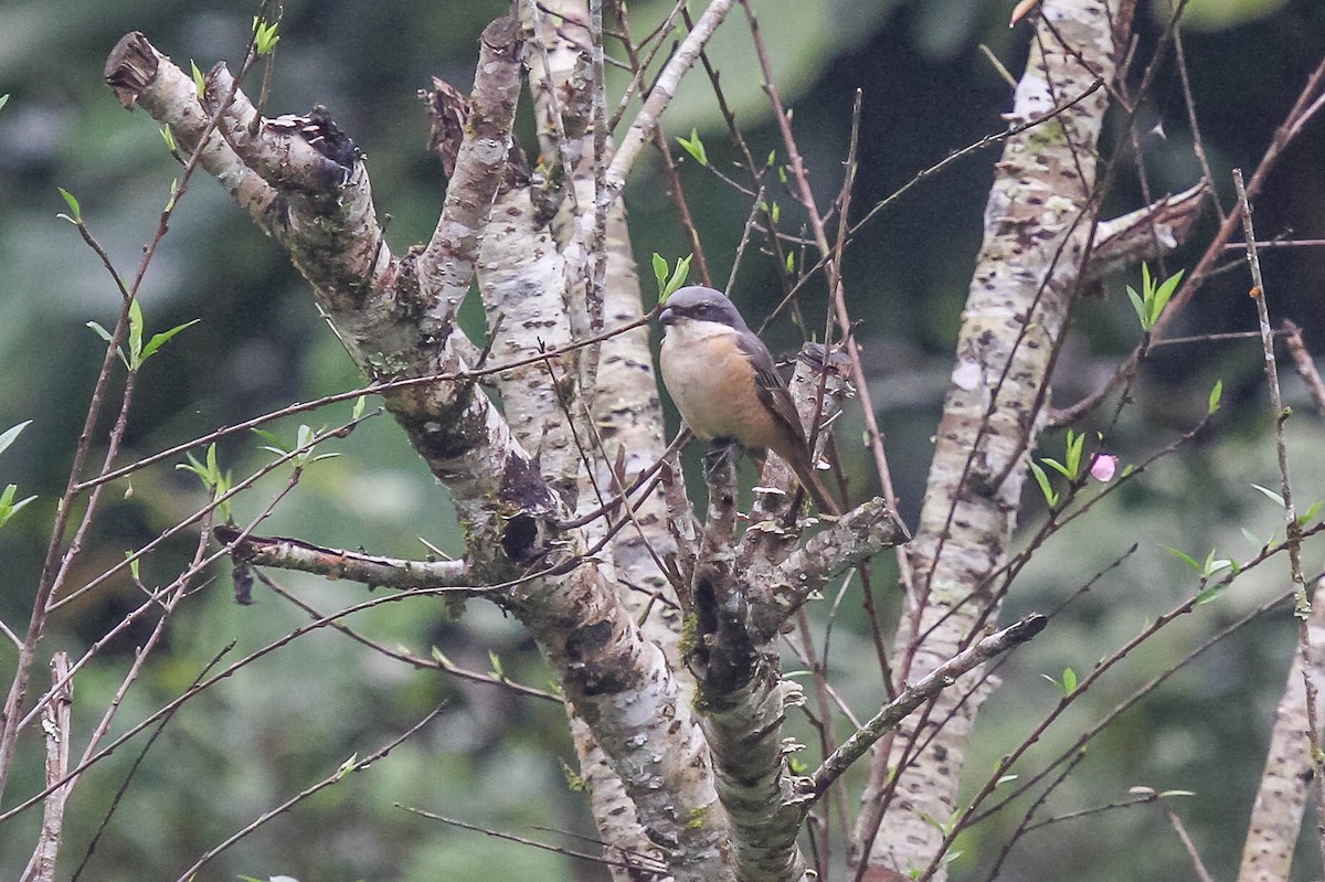 Gray-backed Shrike - ML623887148