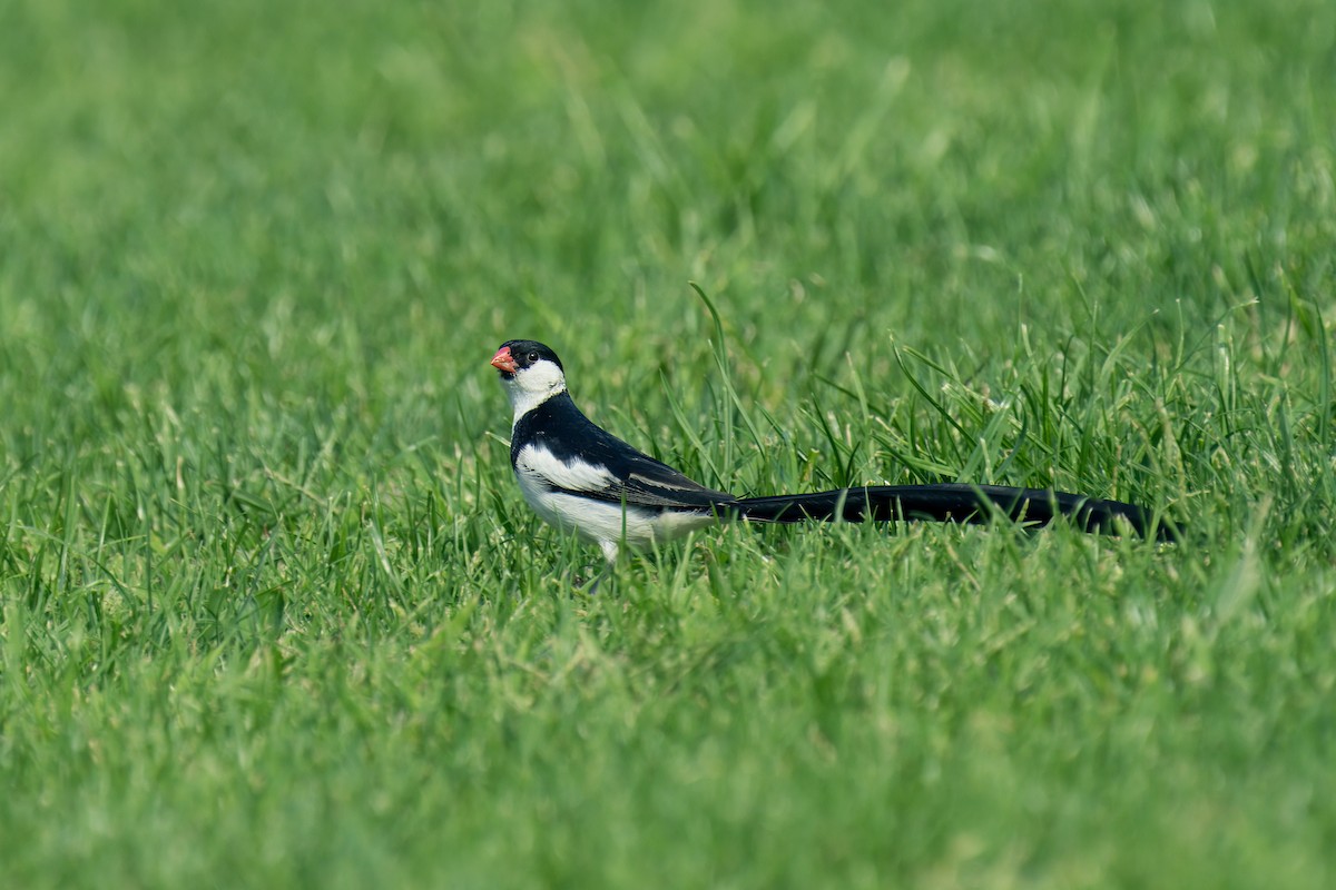 Pin-tailed Whydah - ML623887156