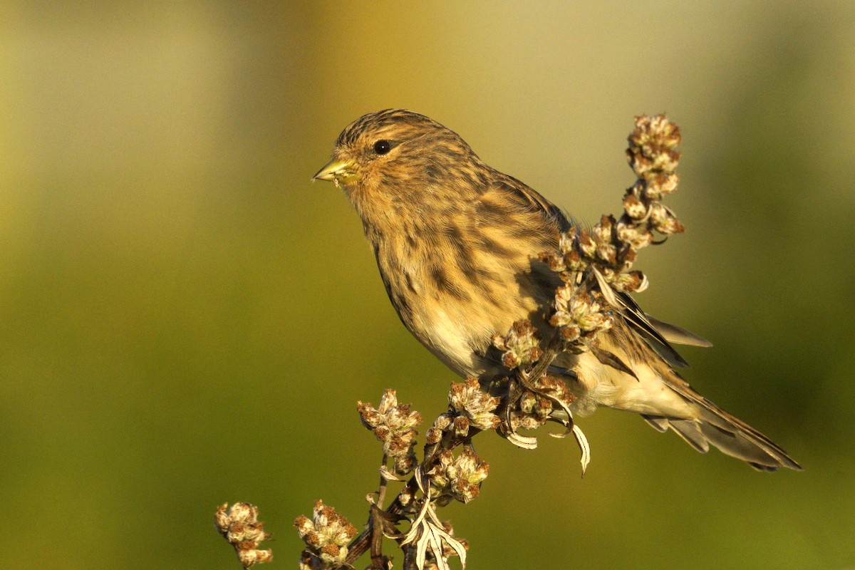 Twite - ML623887165