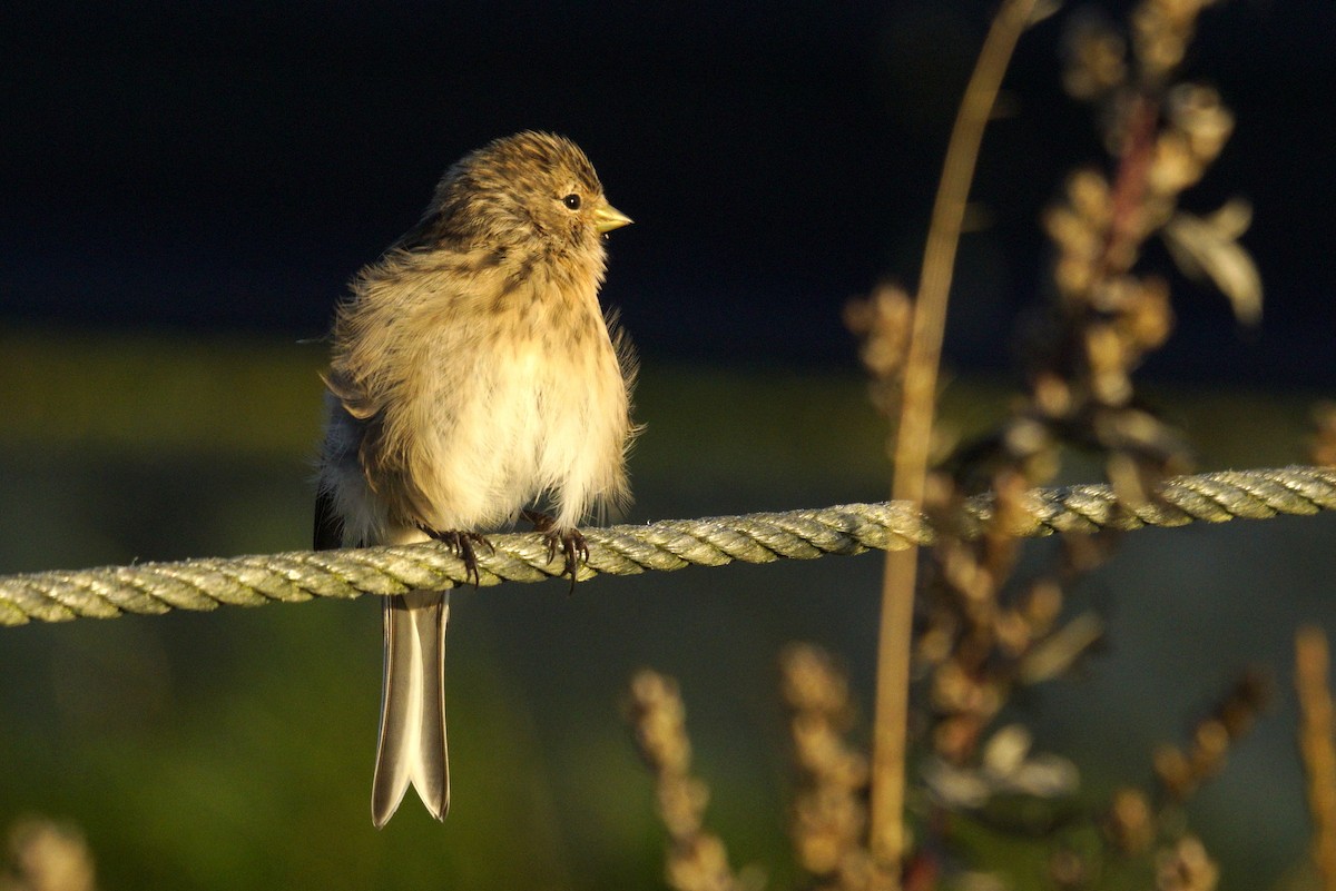 Twite - ML623887167