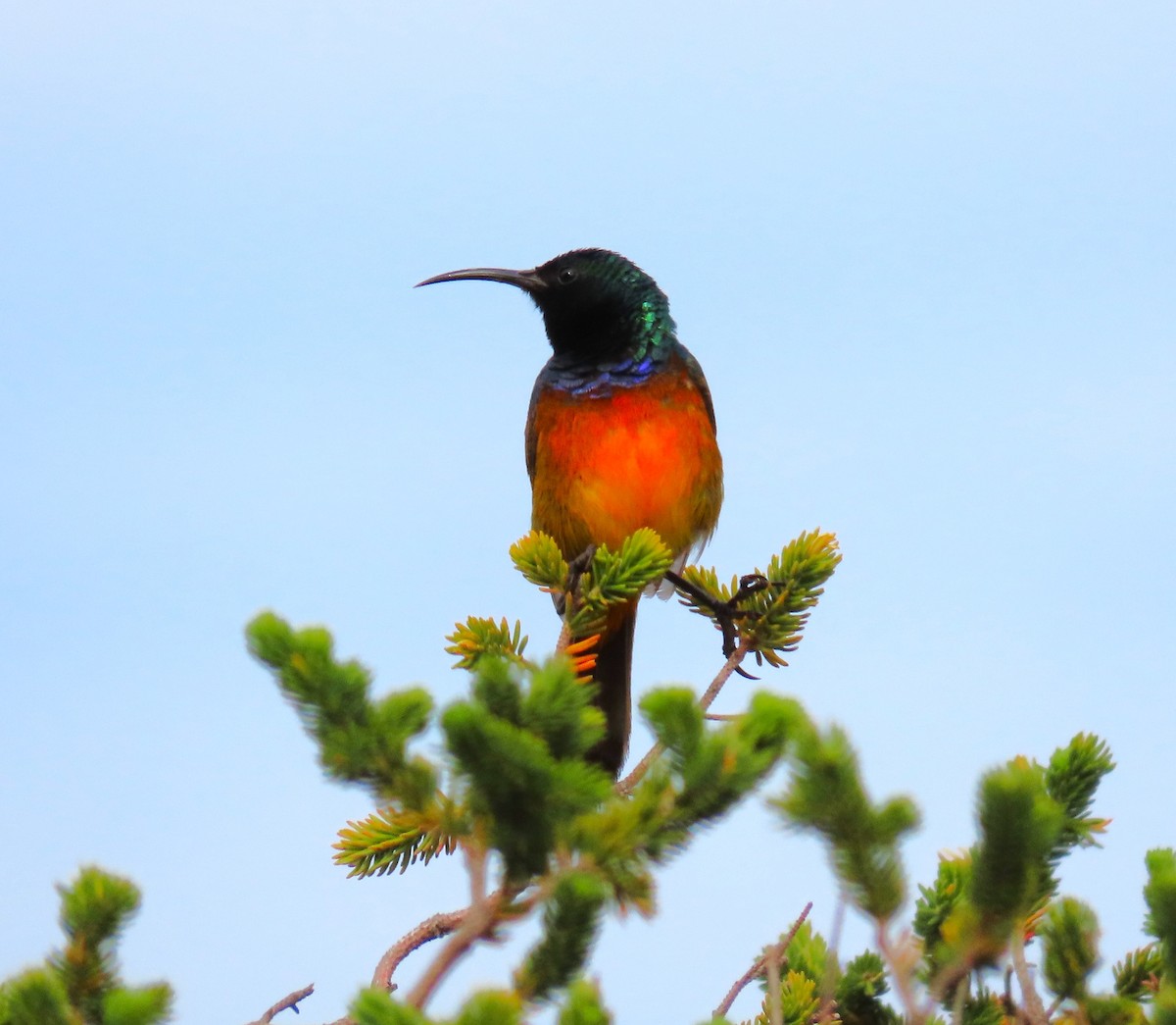 Orange-breasted Sunbird - ML623887170