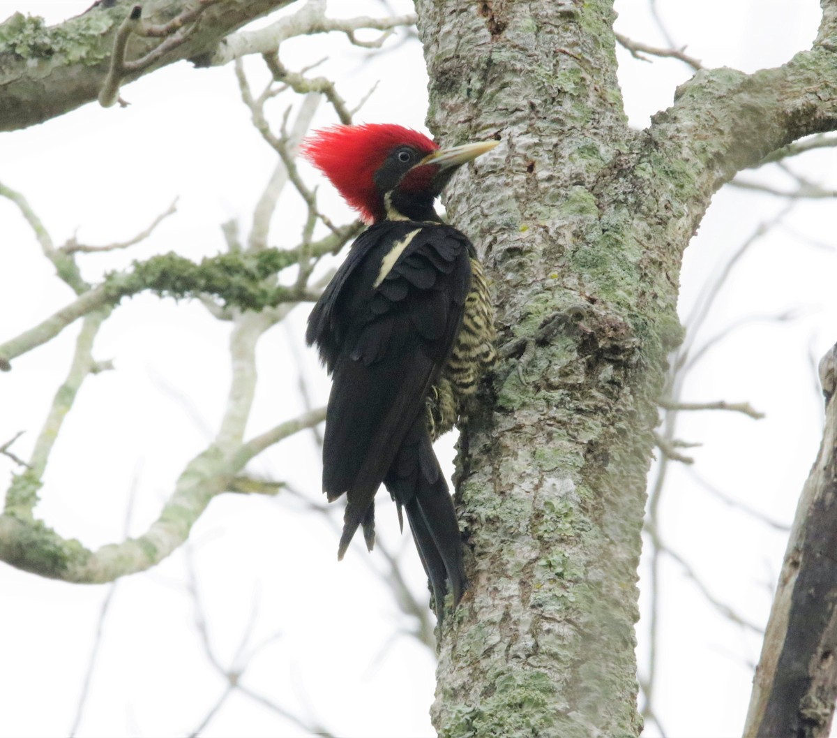 Lineated Woodpecker - ML623887290