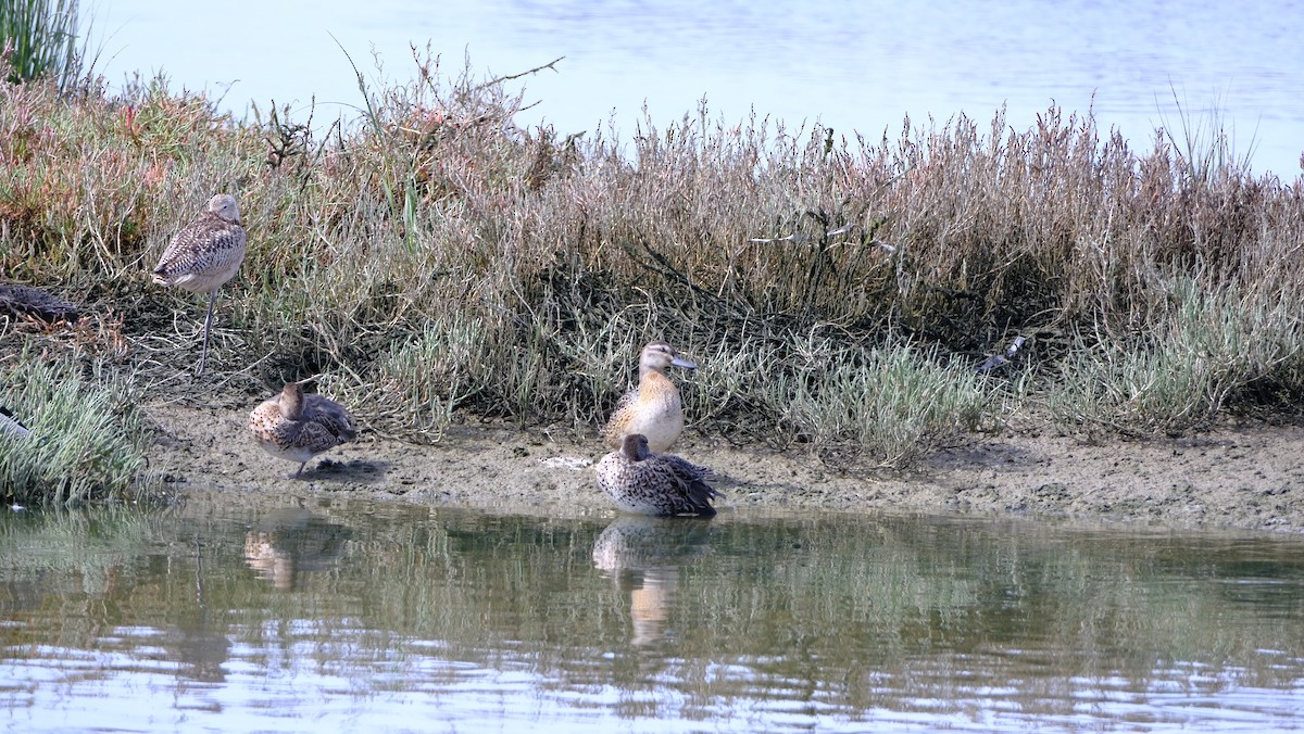 Garganey - Tylor Bell-Rogers