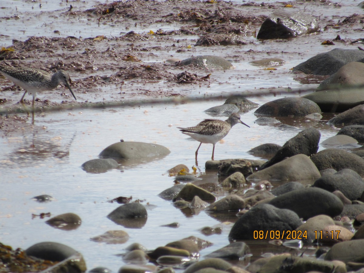 Lesser Yellowlegs - ML623887324