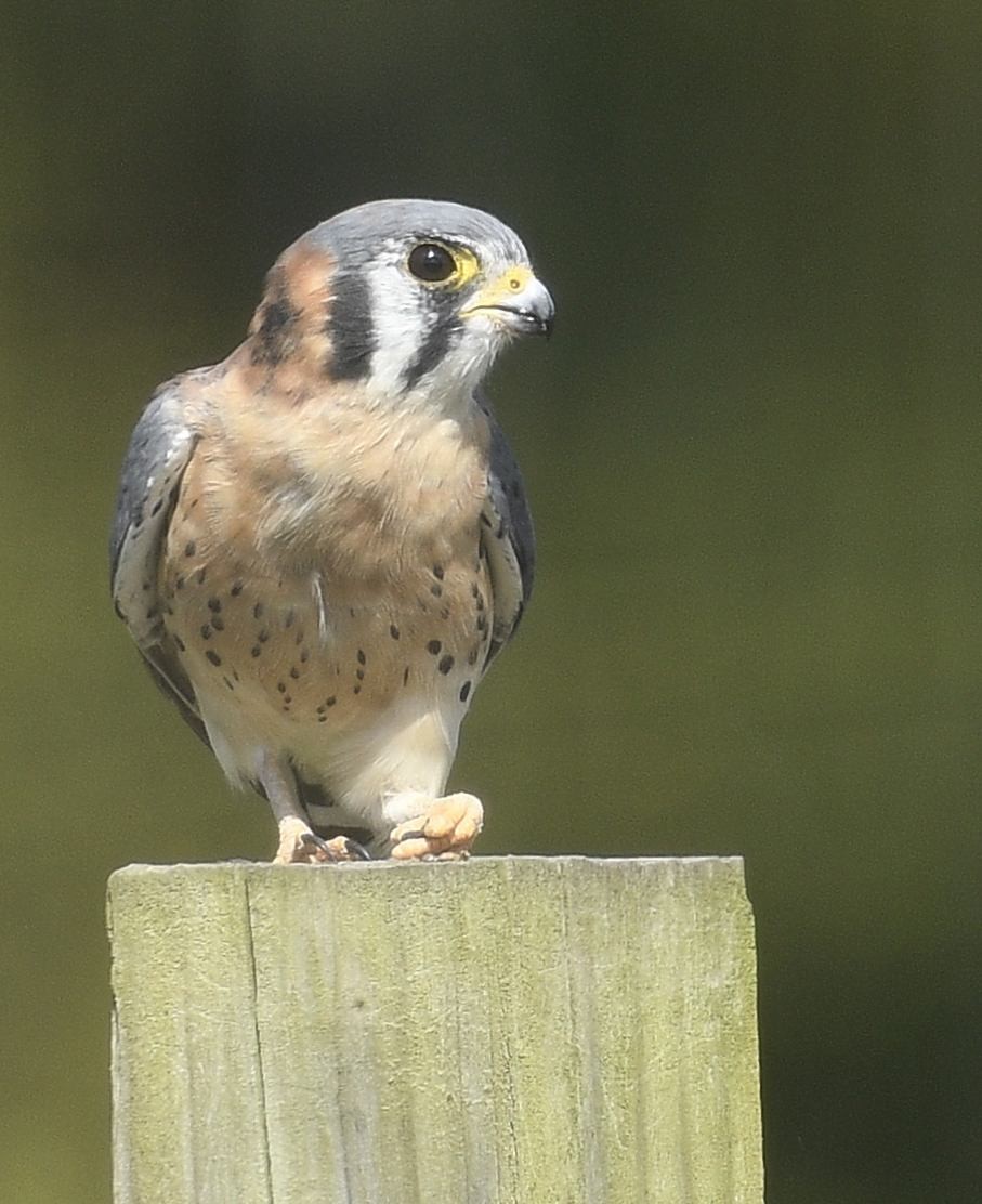 American Kestrel - Daniel King