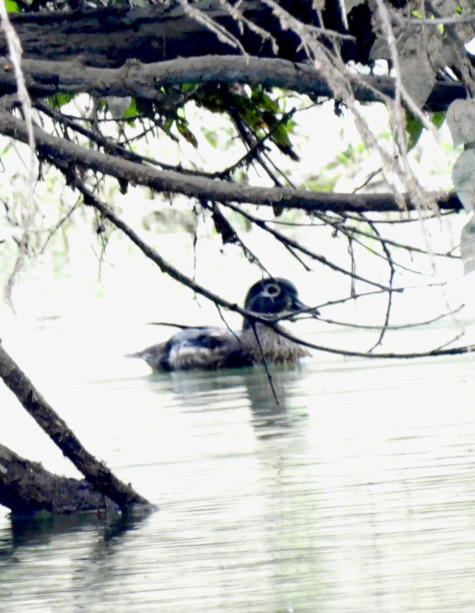 Wood Duck - ML623887338