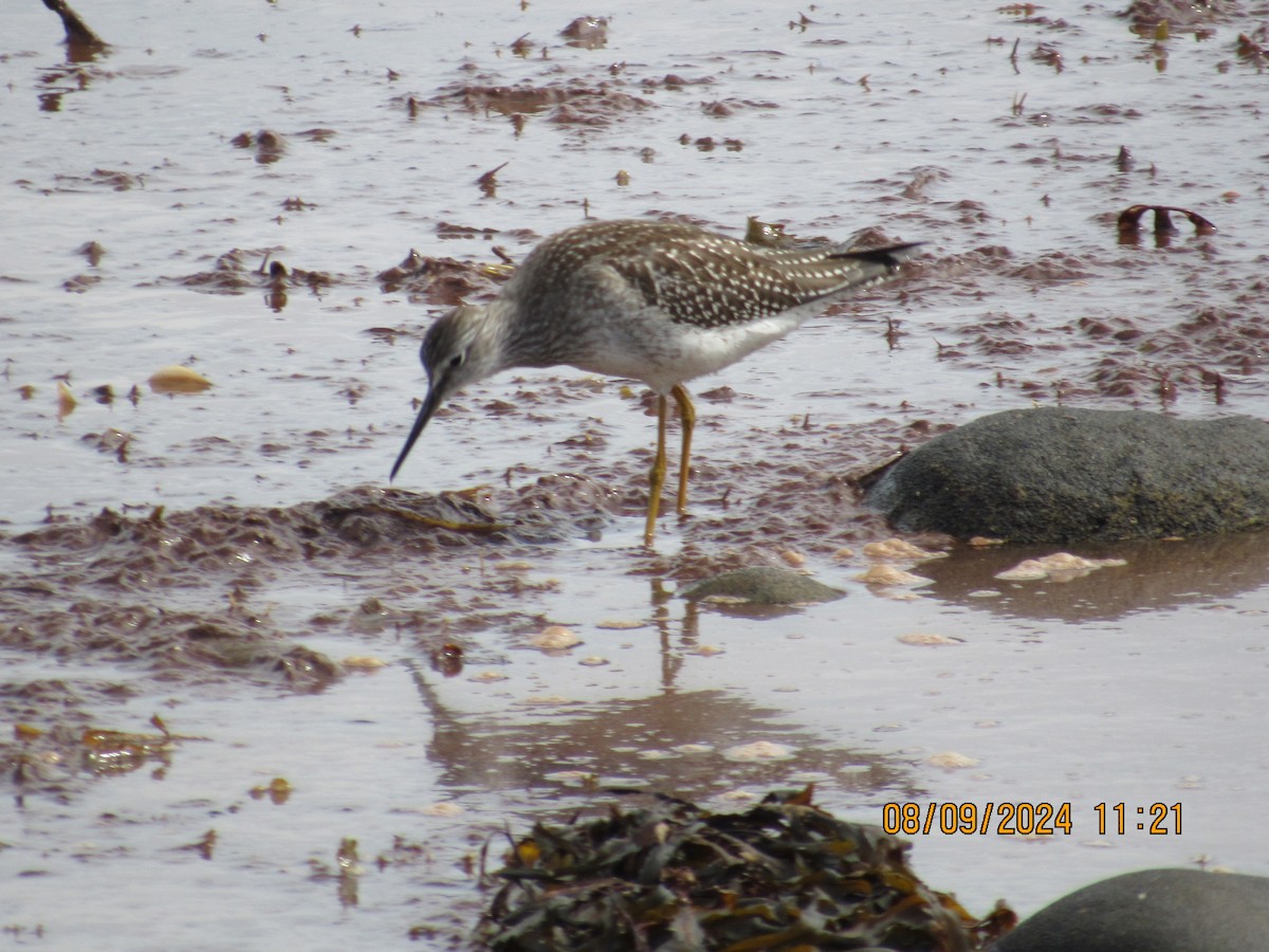 Lesser Yellowlegs - Jim McKay