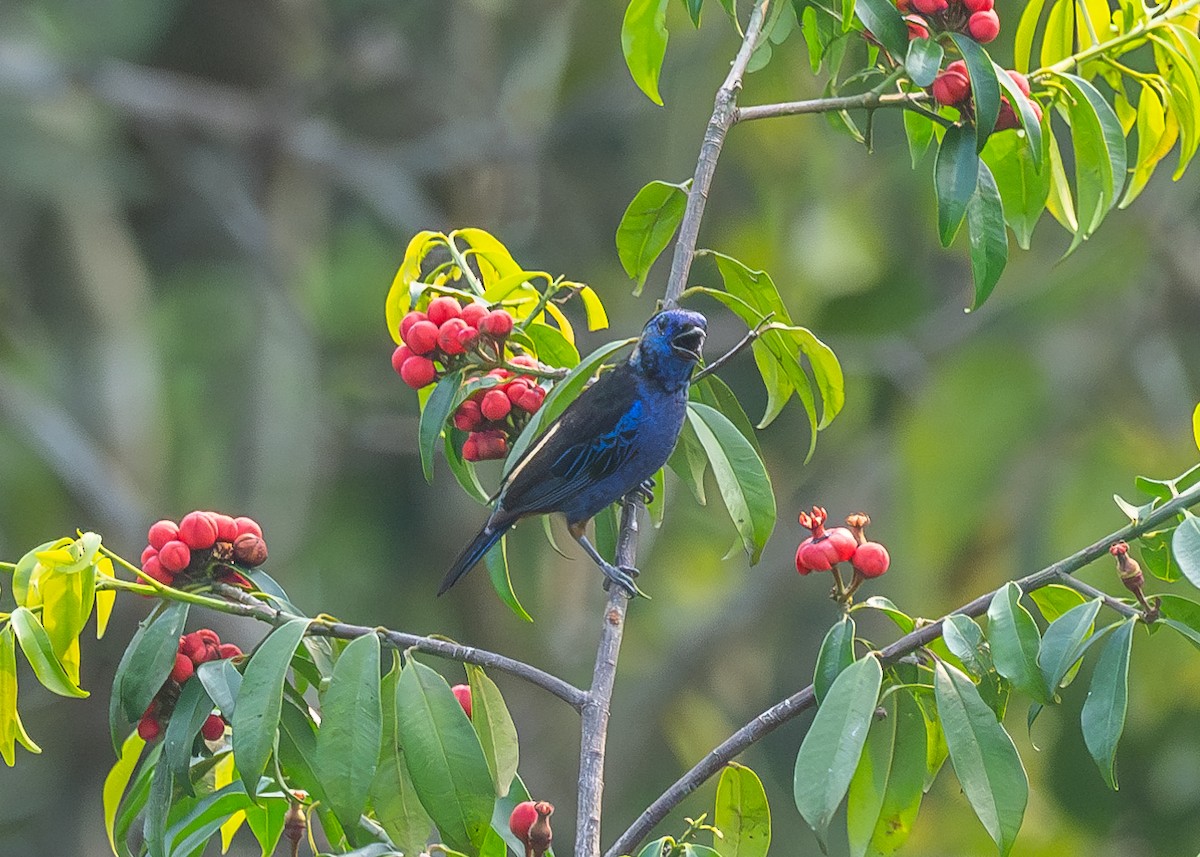 Opal-rumped Tanager - ML623887345