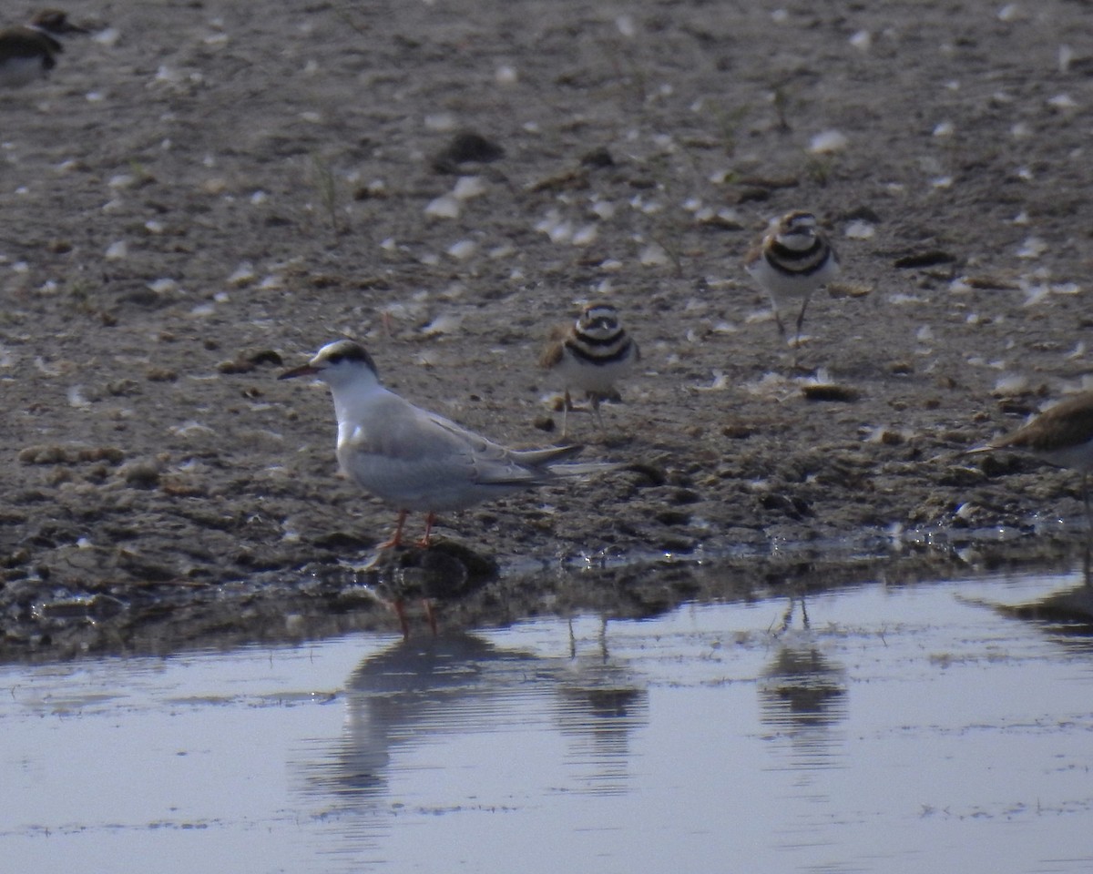 Common Tern - Randy Schietzelt