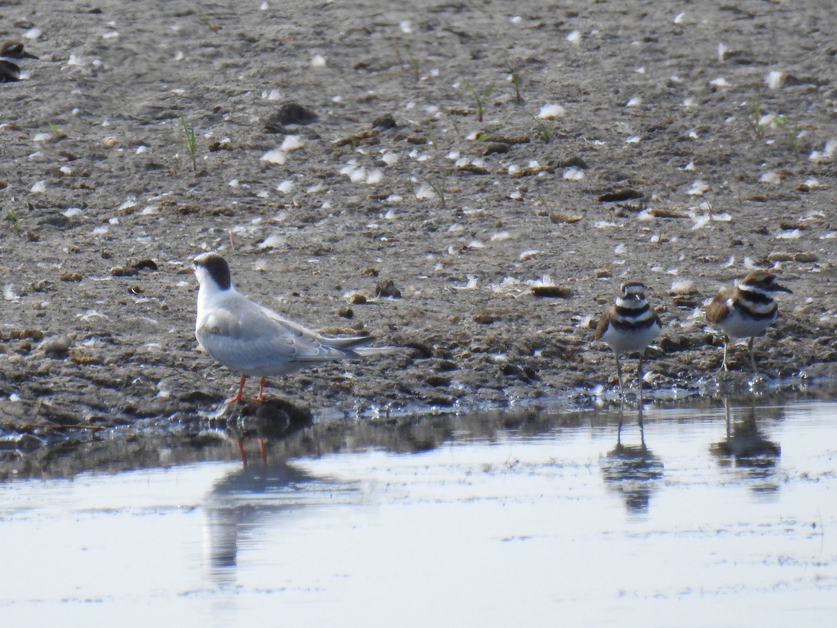 Common Tern - ML623887352