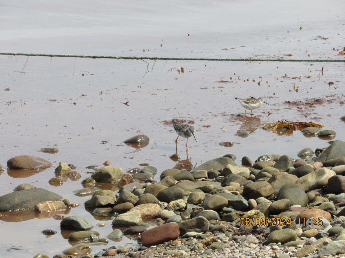 Lesser Yellowlegs - ML623887362