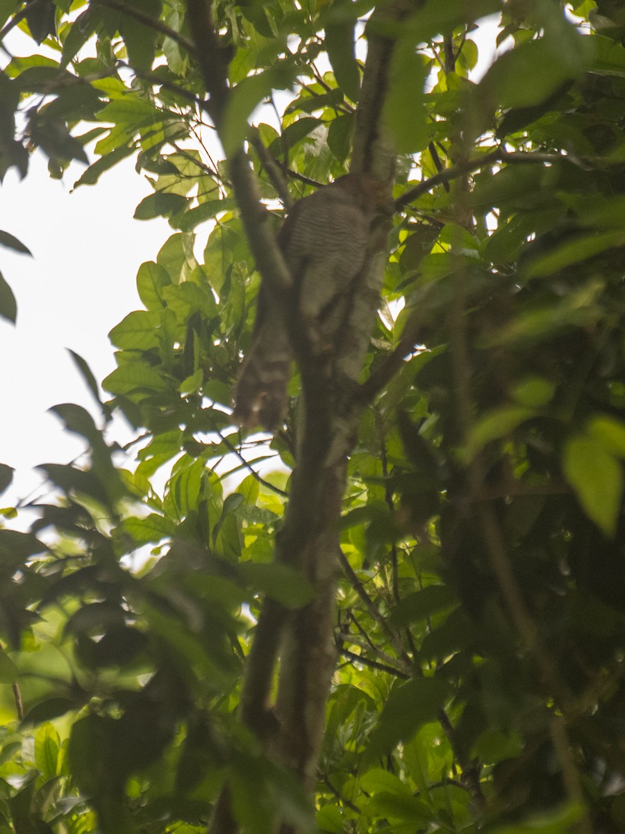 Barred Forest-Falcon - ML623887366