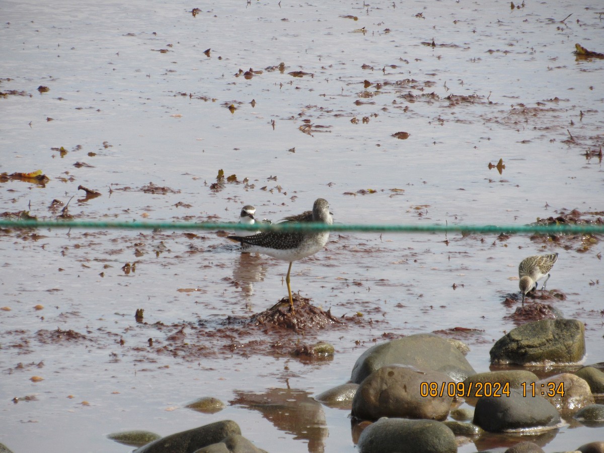 Lesser Yellowlegs - ML623887380