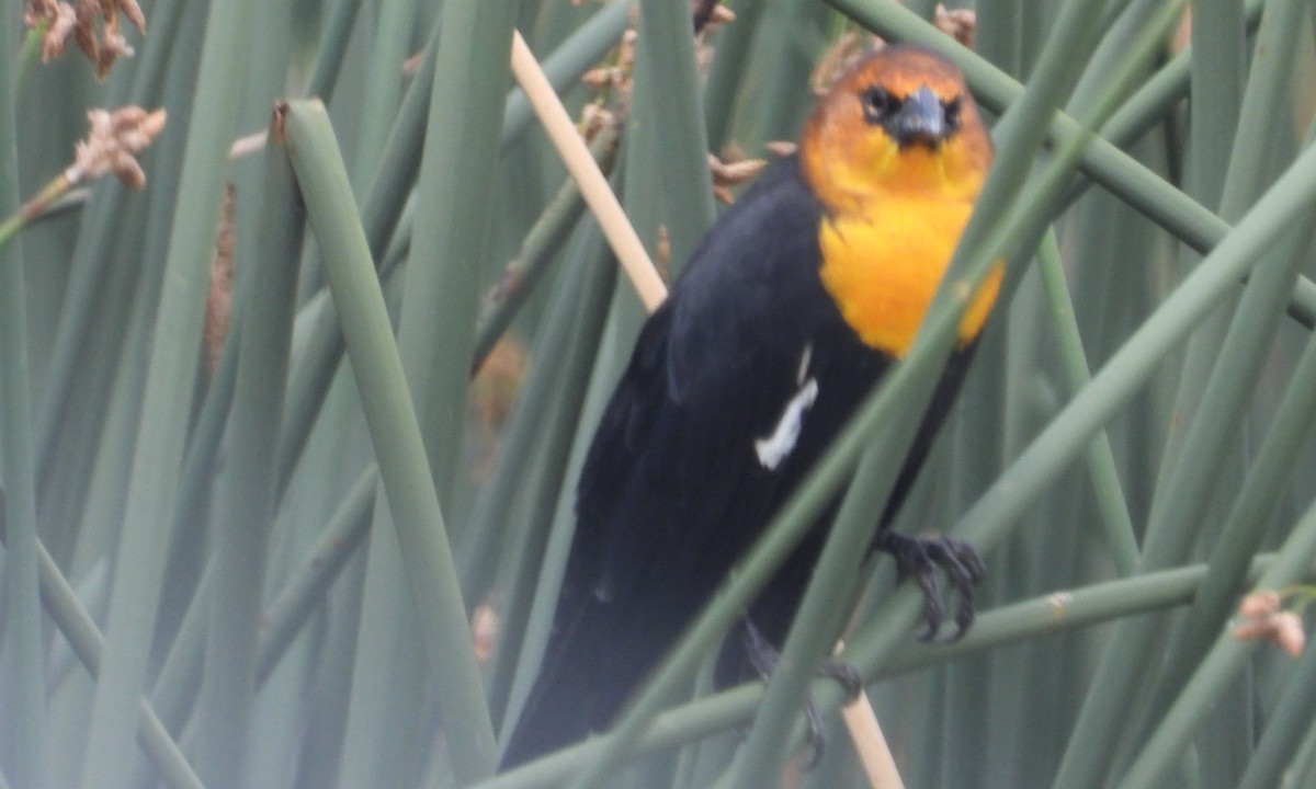 Yellow-headed Blackbird - ML623887382