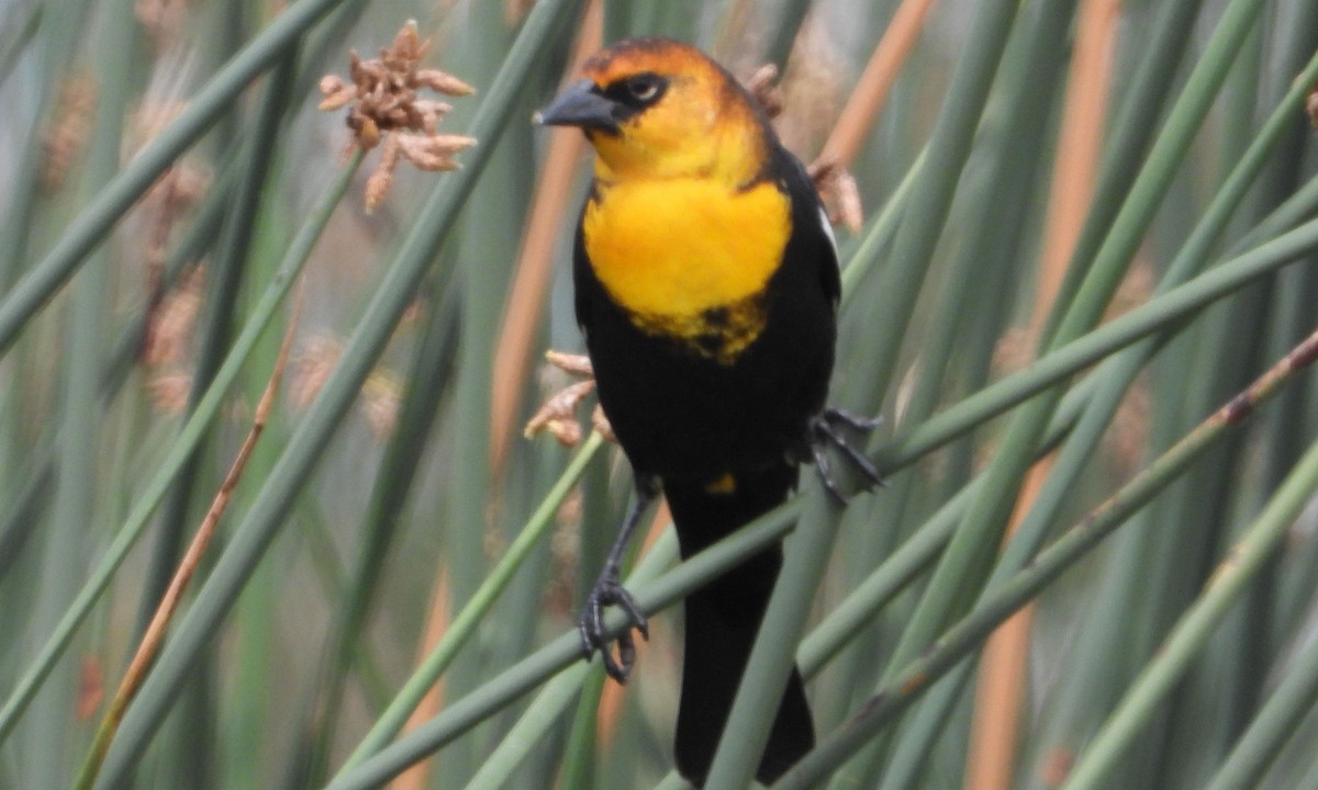 Yellow-headed Blackbird - ML623887383