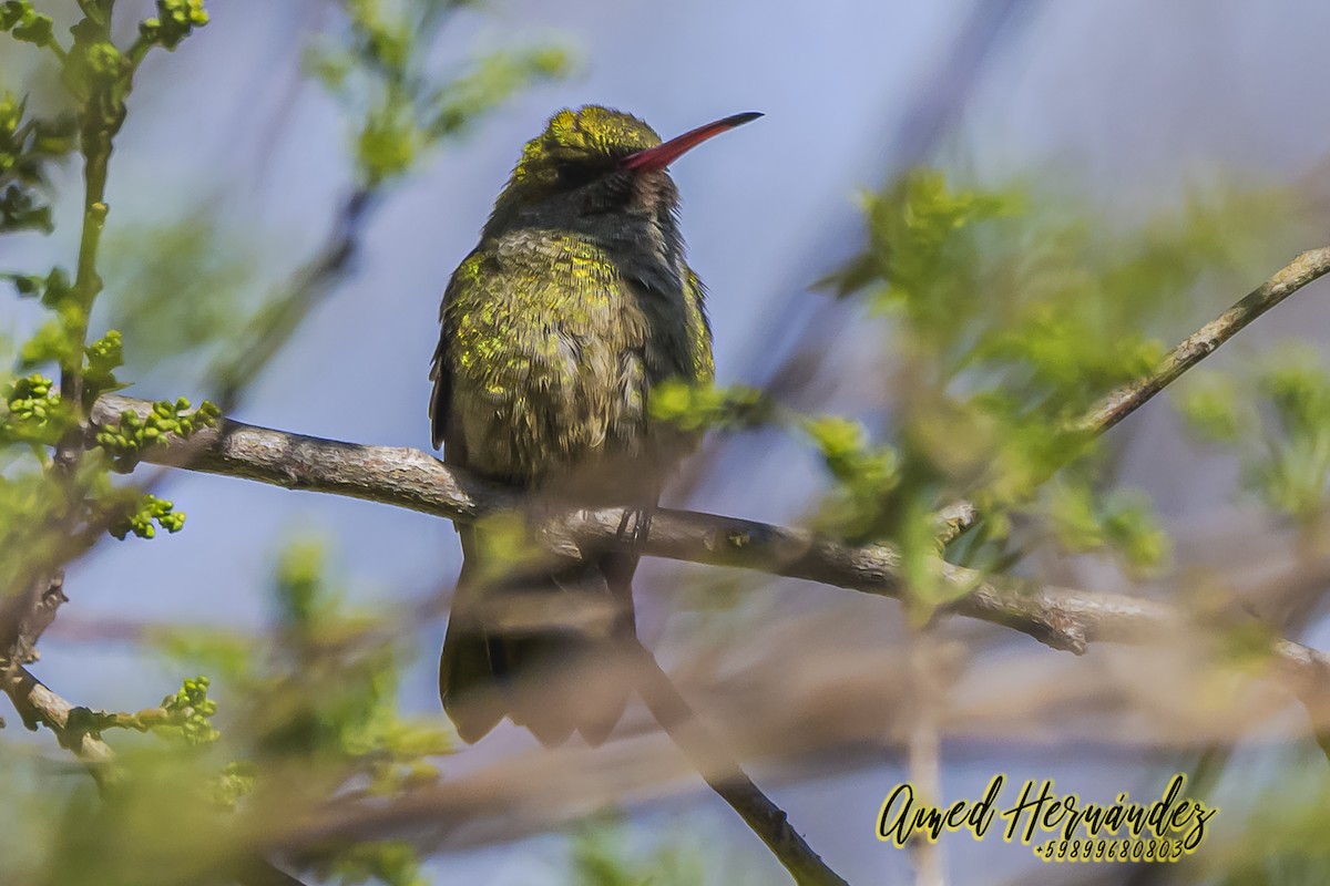 Gilded Hummingbird - ML623887385