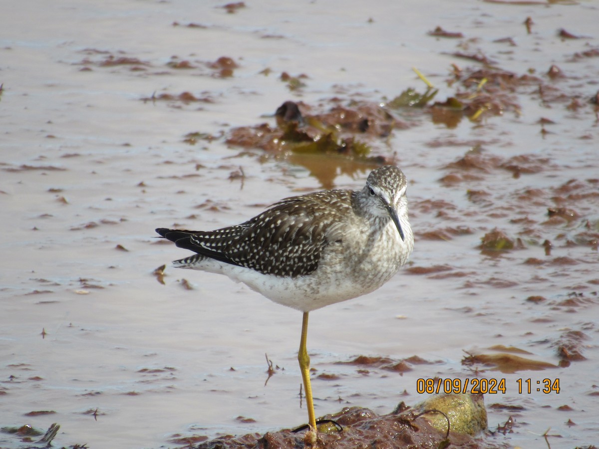 Lesser Yellowlegs - ML623887398