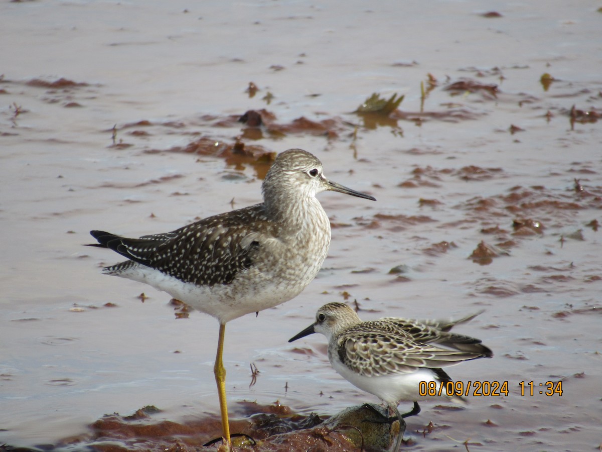 Lesser Yellowlegs - ML623887401