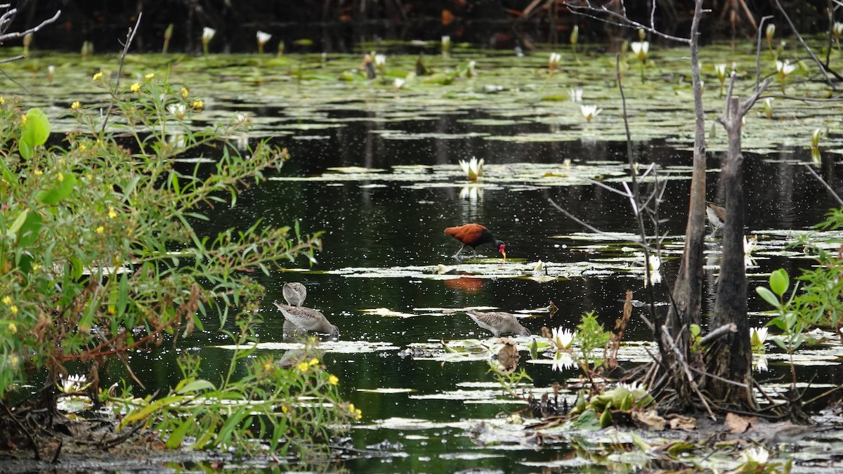 Wattled Jacana - ML623887454