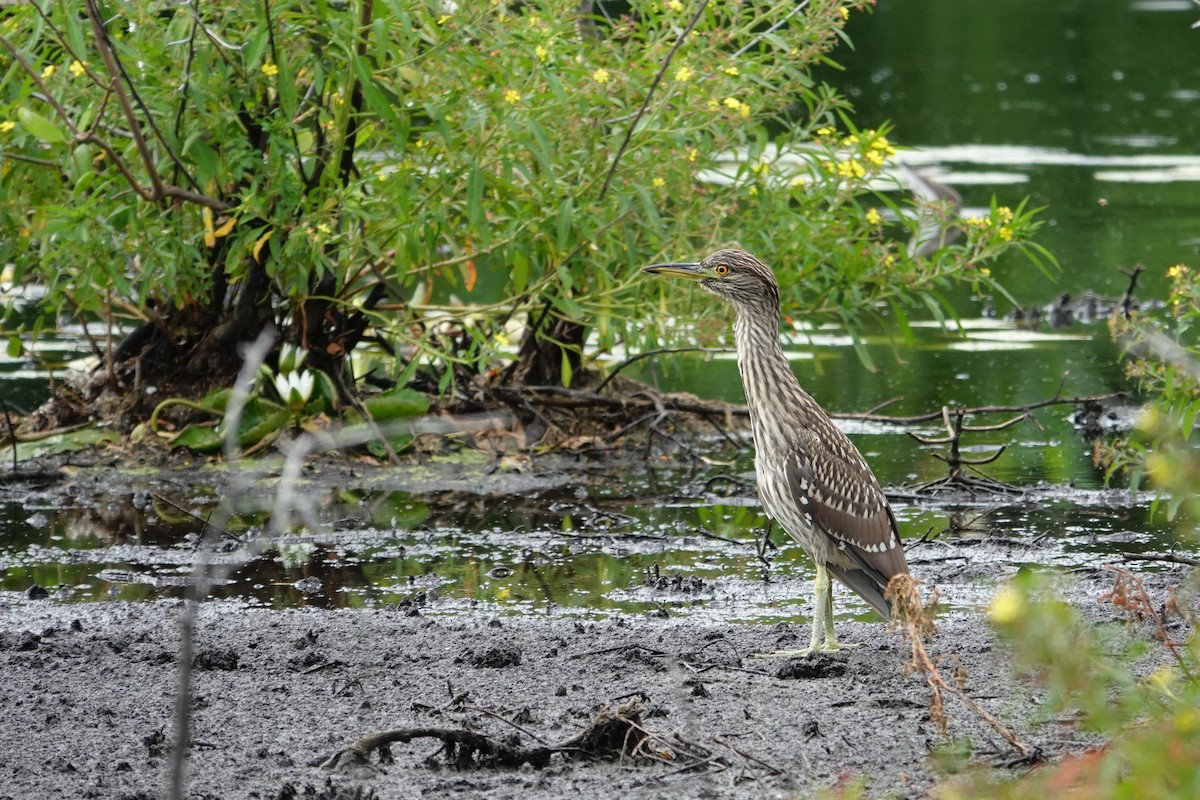 Black-crowned Night Heron - ML623887472