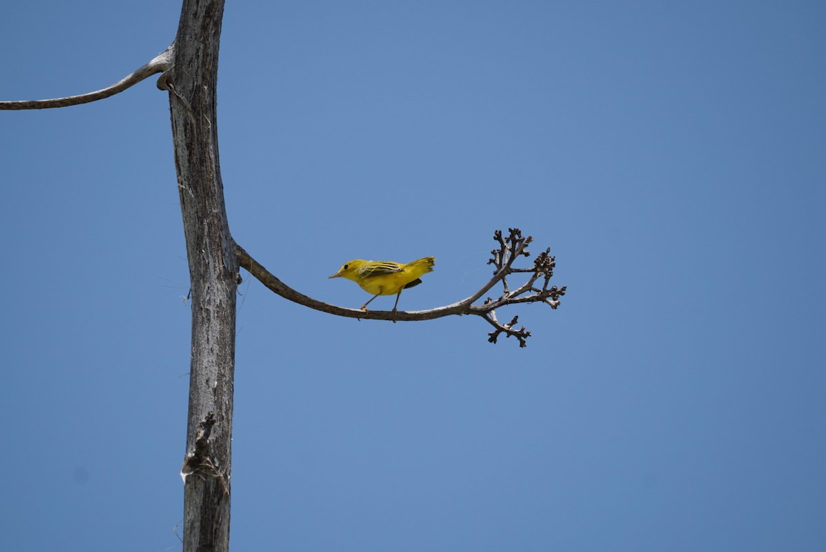 Yellow Warbler (Mangrove) - ML623887477