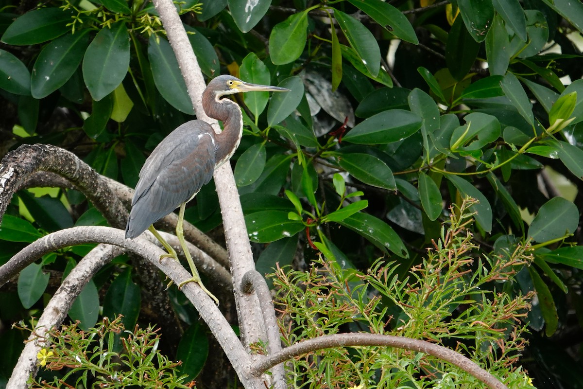 Tricolored Heron - ML623887481