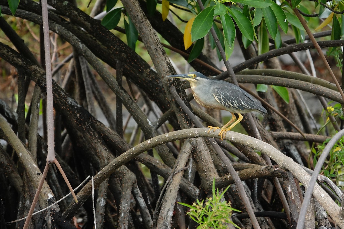 Striated Heron - ML623887490