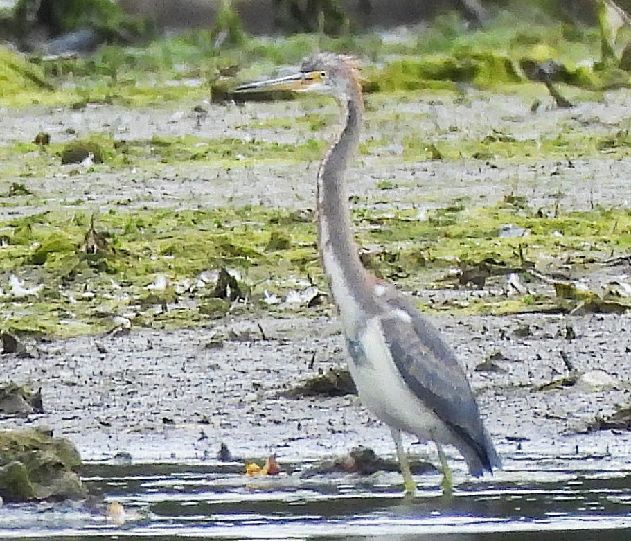 Tricolored Heron - ML623887492