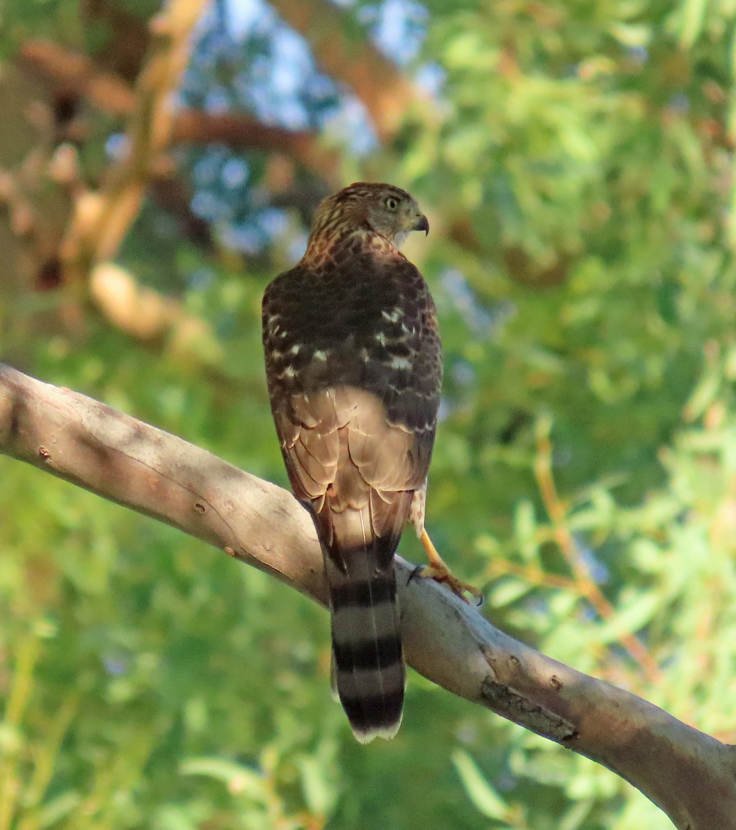 Cooper's Hawk - JoAnn Potter Riggle 🦤