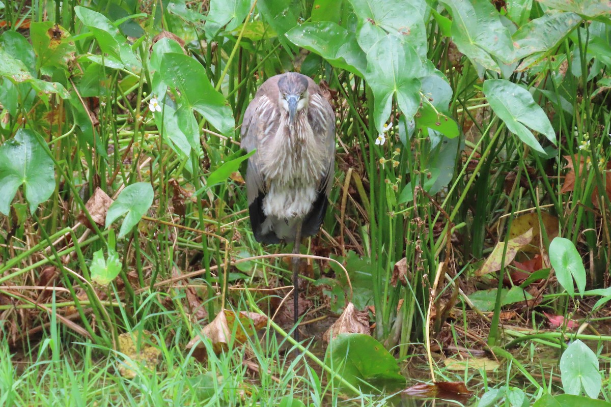 Great Blue Heron - Josephine Cox