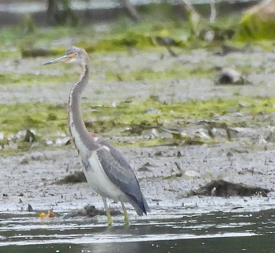 Tricolored Heron - ML623887502