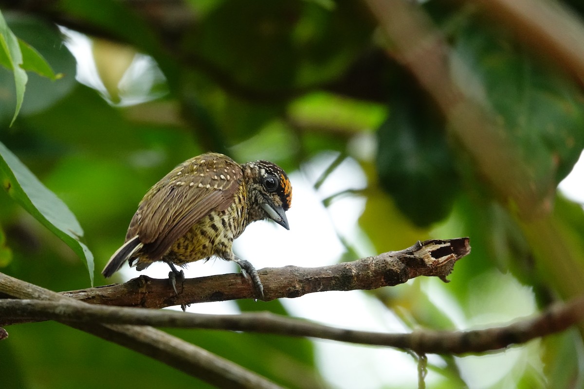 Golden-spangled Piculet - ML623887505