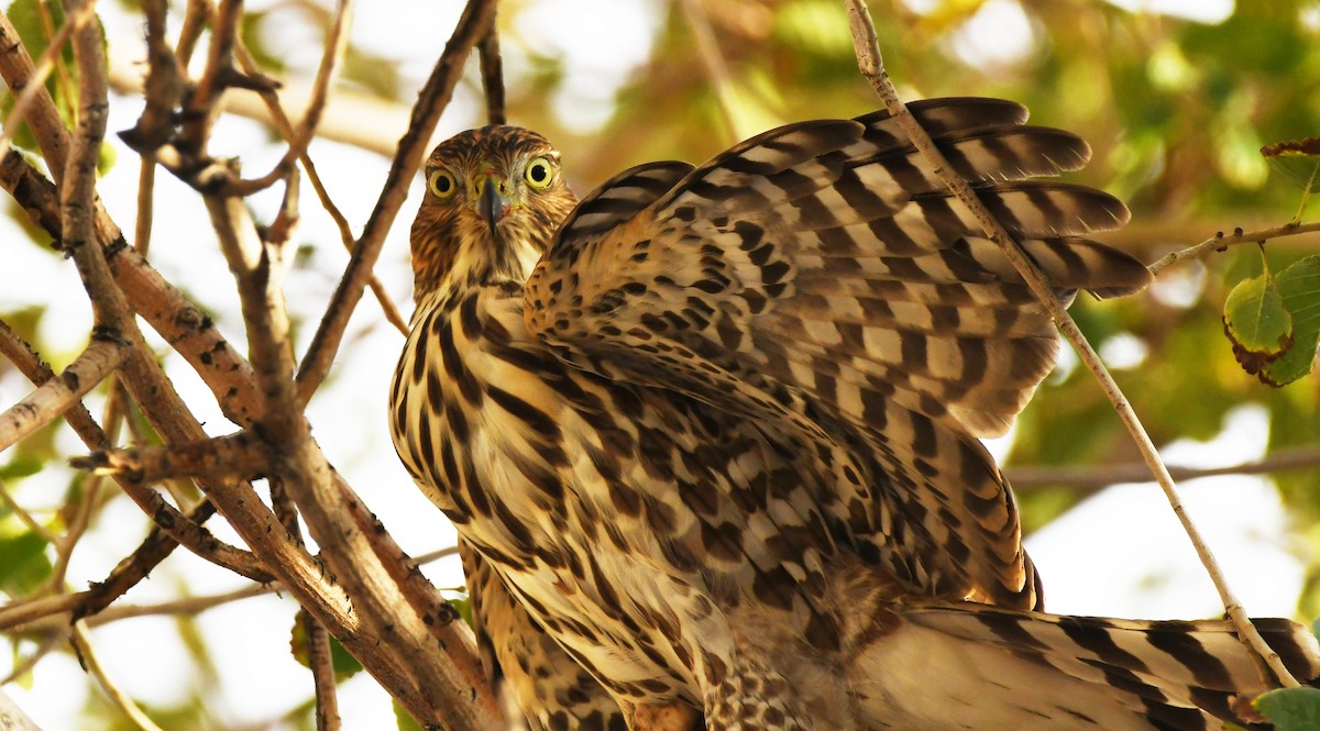 Cooper's Hawk - Colin Maguire