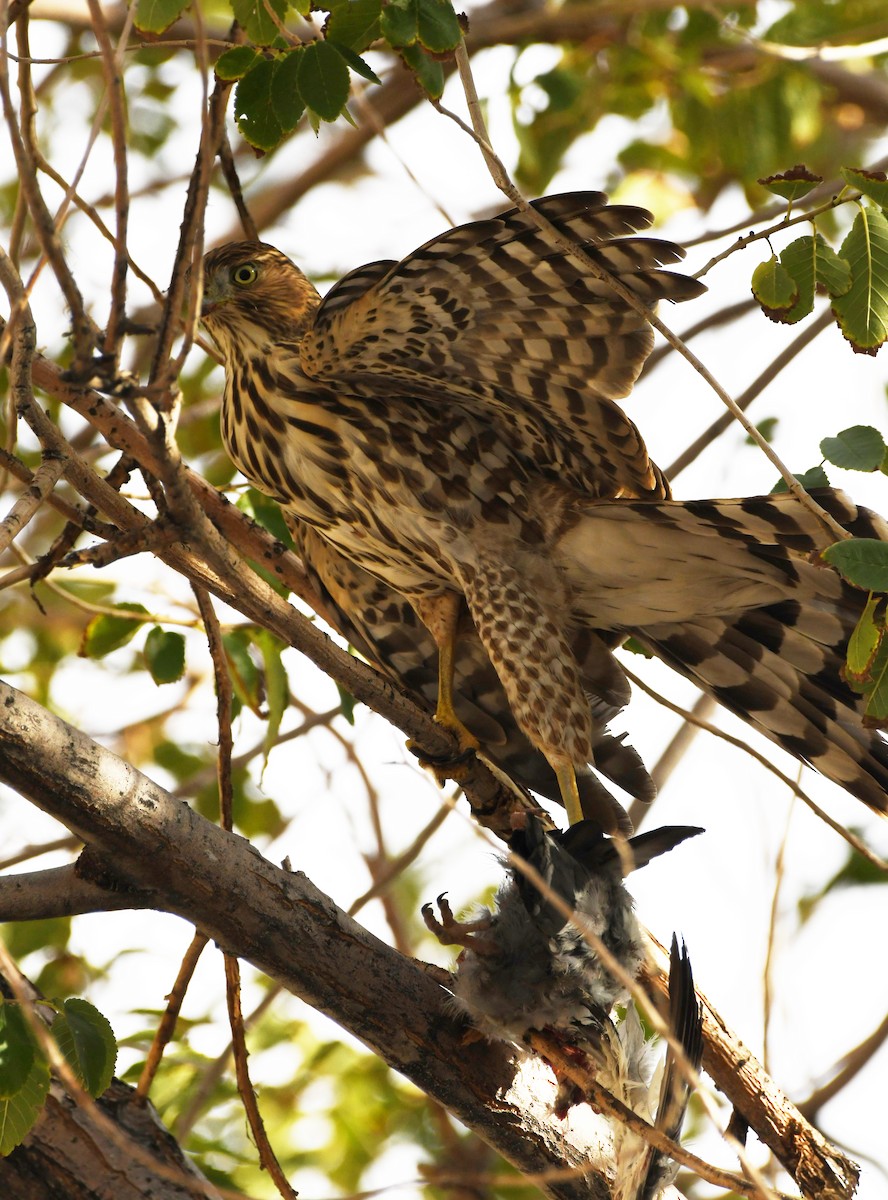 Cooper's Hawk - ML623887512