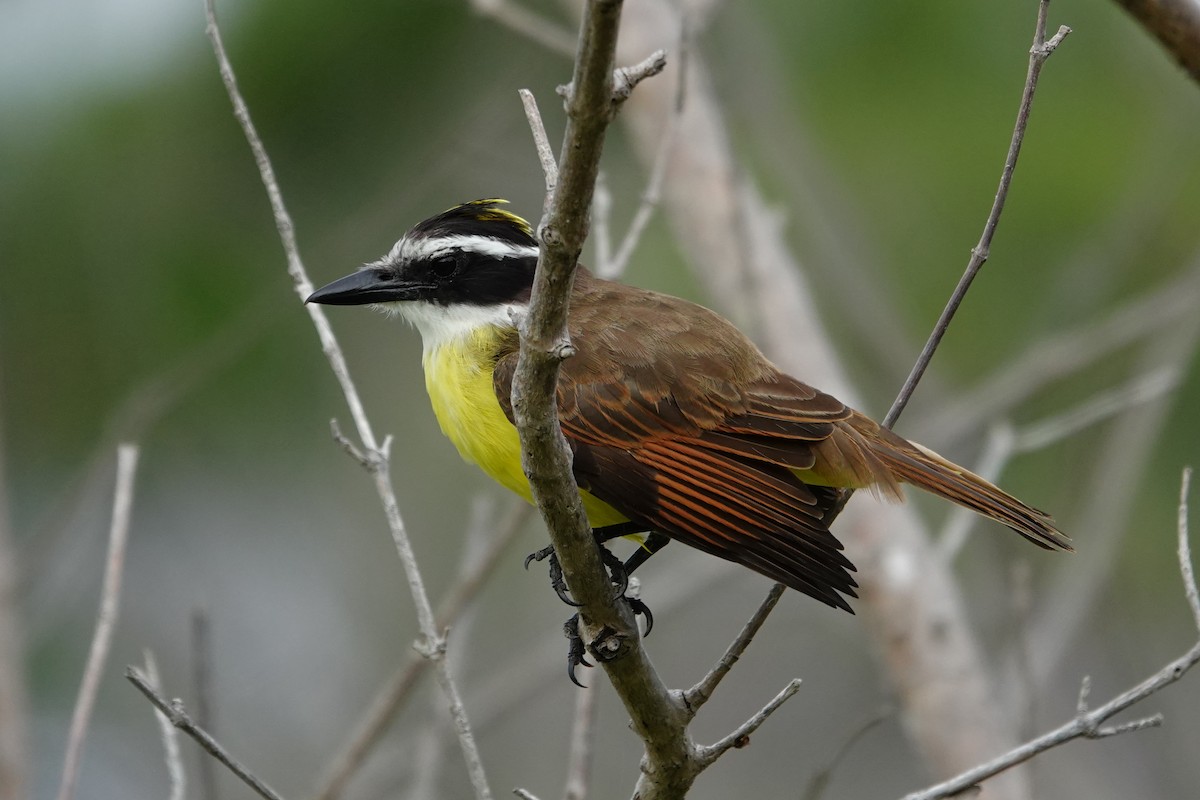 Great Kiskadee - ML623887529