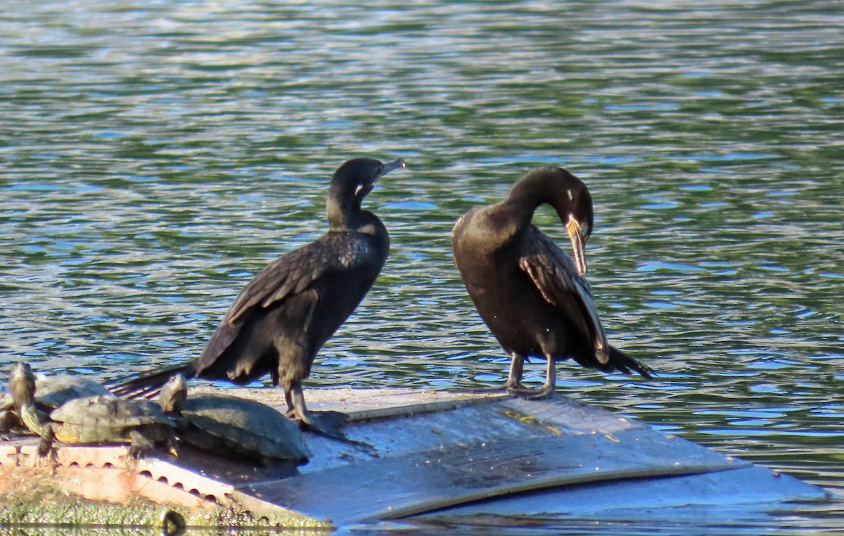 Cormorán Biguá - ML623887532