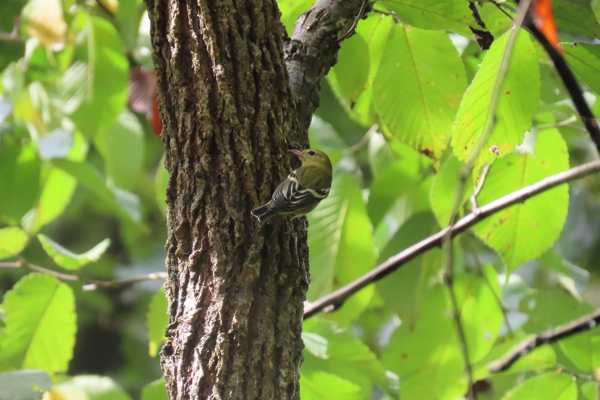 Bay-breasted Warbler - ML623887537