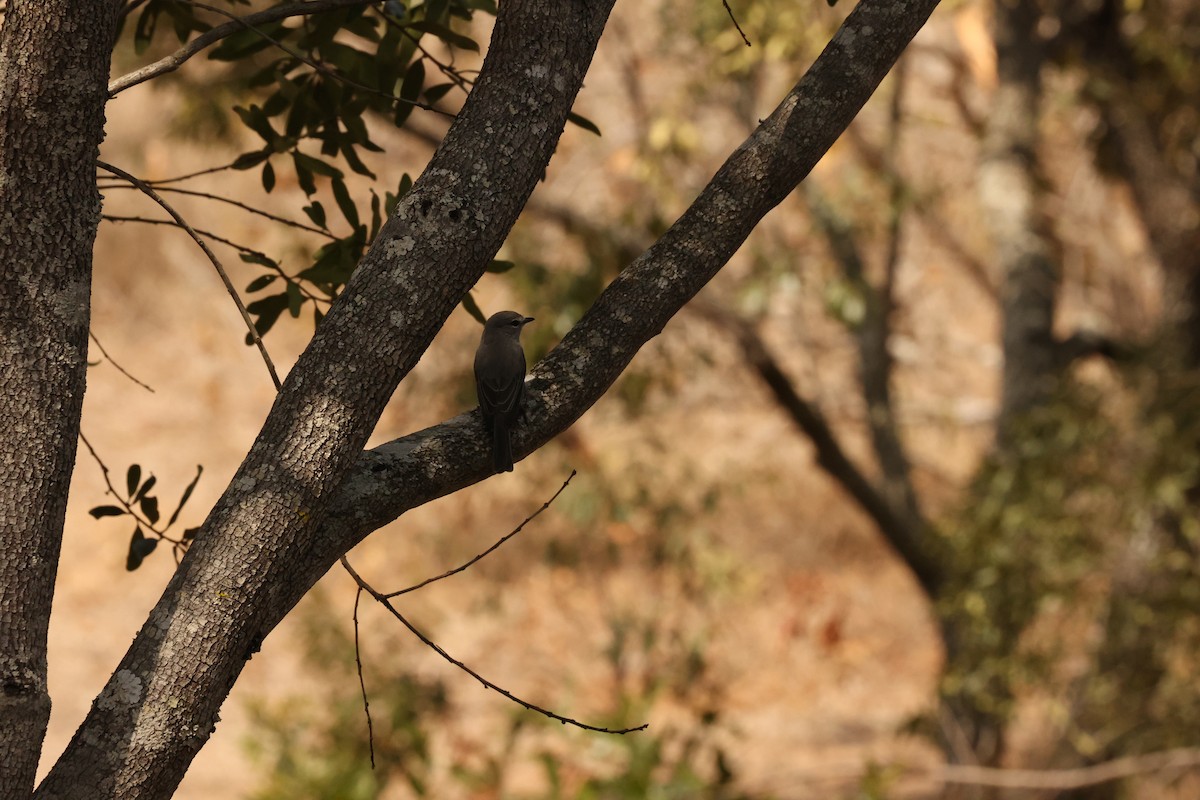 Ashy Flycatcher - ML623887568