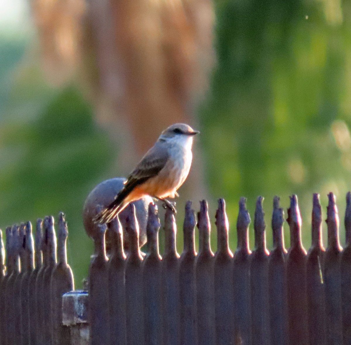 Vermilion Flycatcher - ML623887581