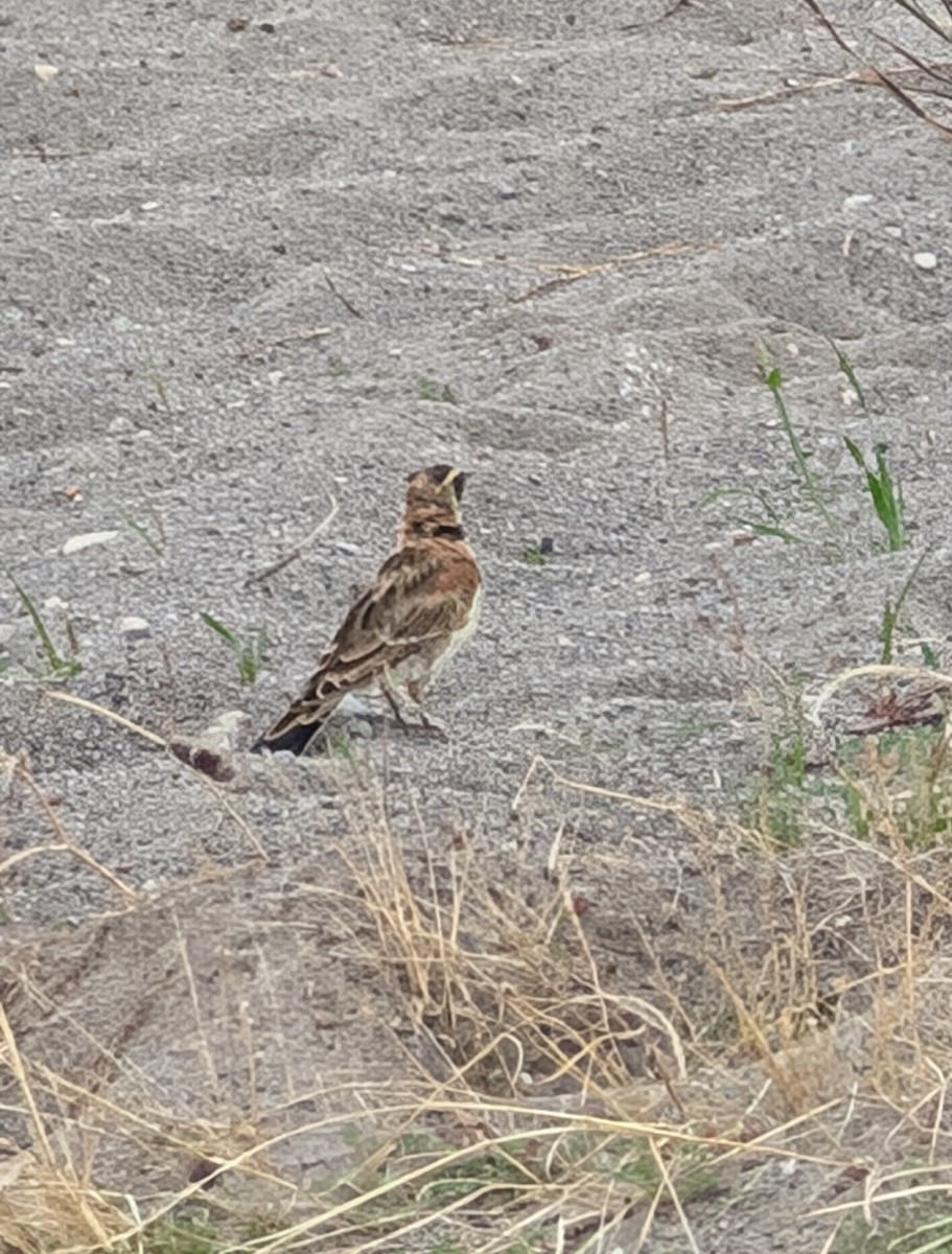 Horned Lark - ML623887588