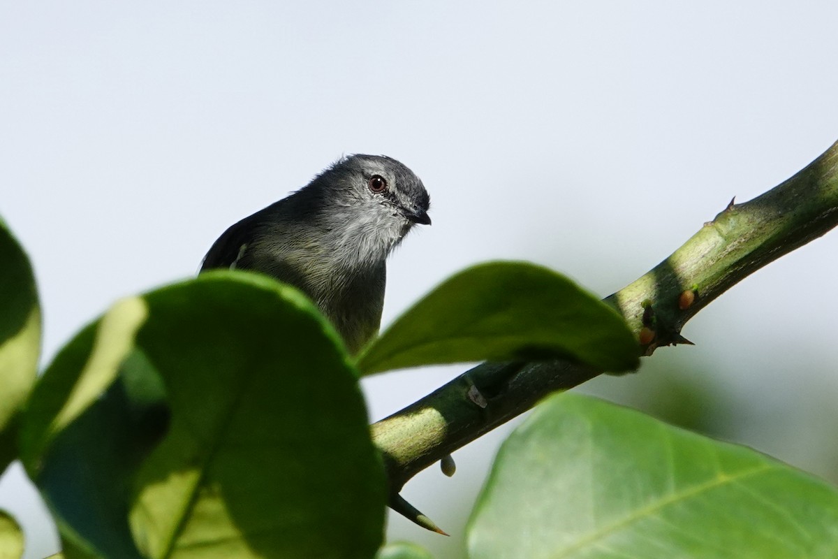 Yellow-crowned Tyrannulet - Vincent Rufray