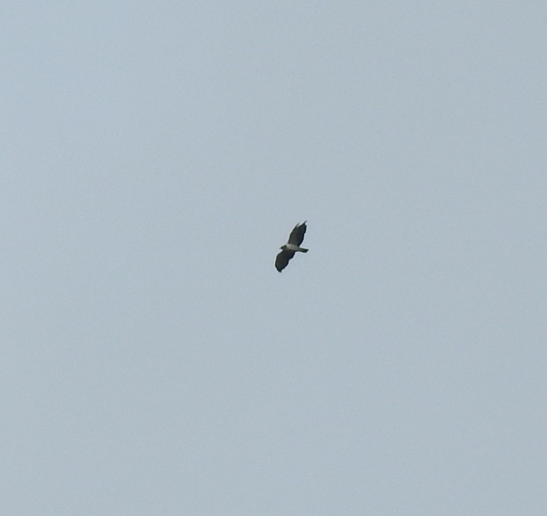 Barred Hawk - ML623887647