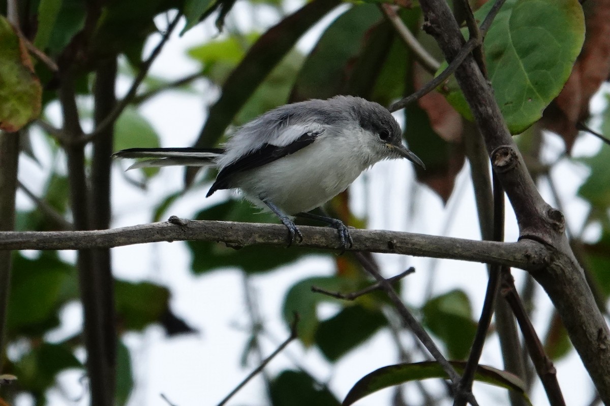 Tropical Gnatcatcher - ML623887652