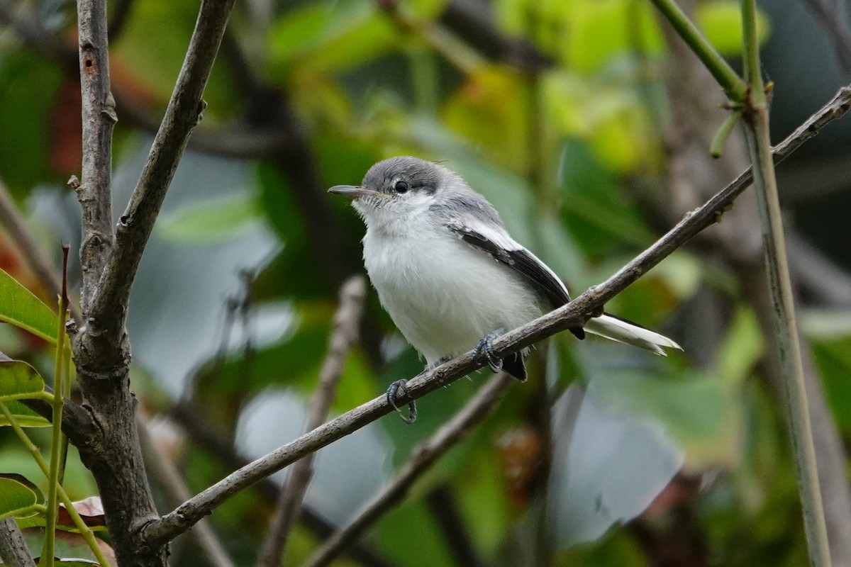 Tropical Gnatcatcher - ML623887653