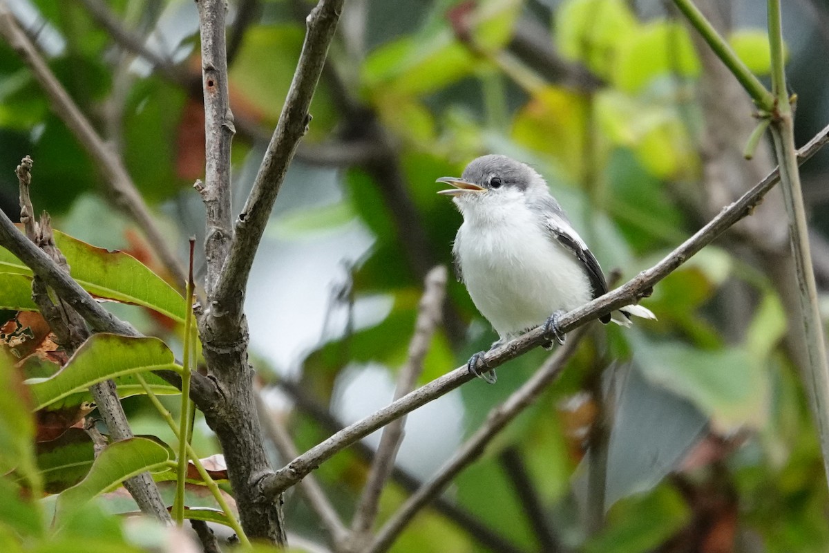 Tropical Gnatcatcher - Vincent Rufray