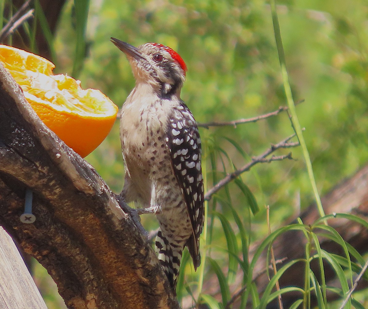 Ladder-backed Woodpecker - ML623887683