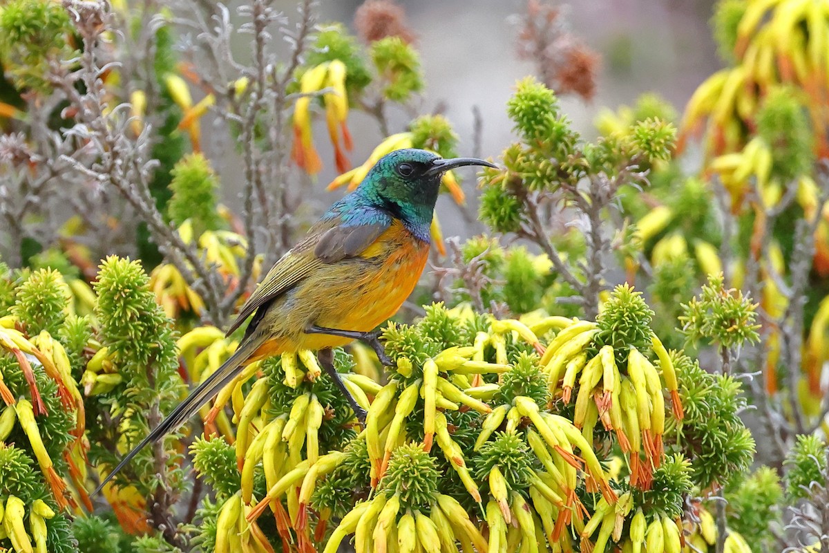 Orange-breasted Sunbird - ML623887684