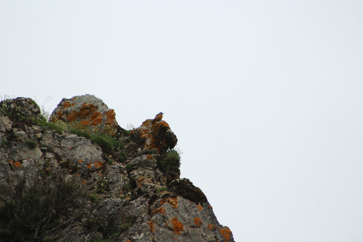 Rufous-tailed Rock-Thrush - ML623887685