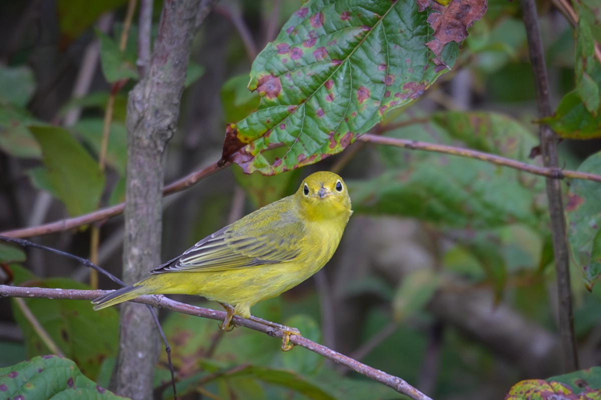 Paruline jaune - ML623887689